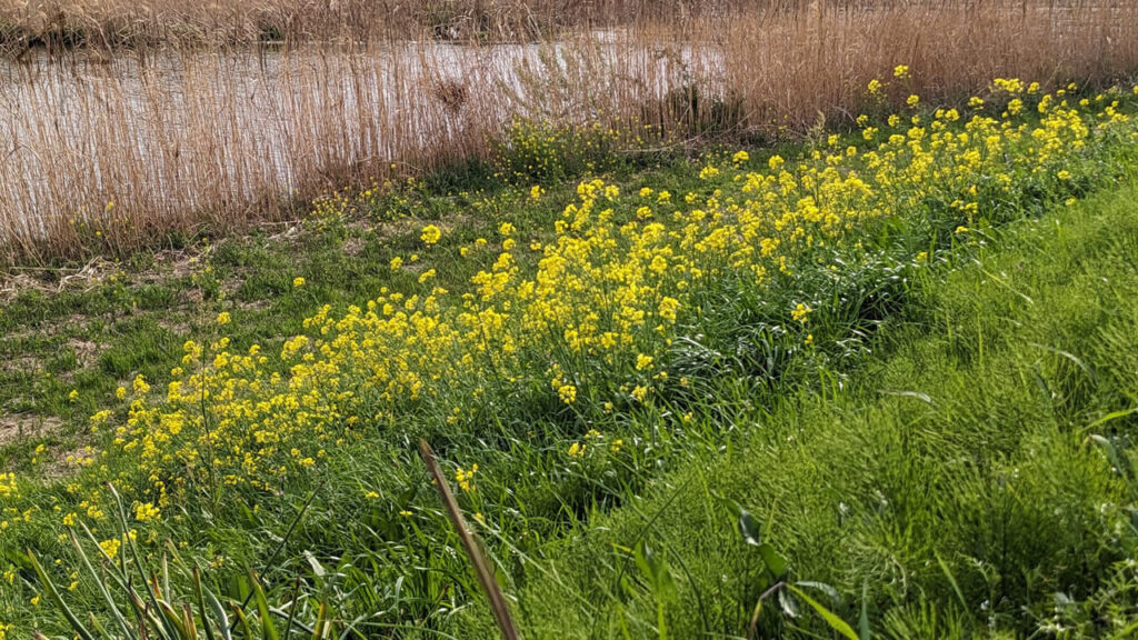 菜の花