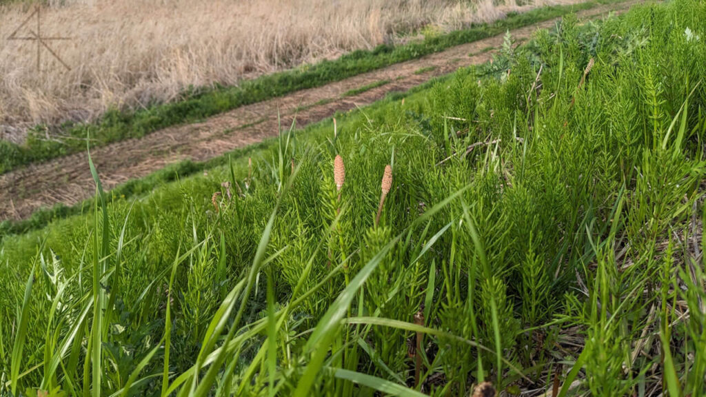 つくし（近影）