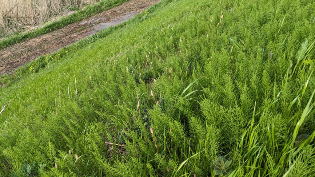 つくし（遠景）