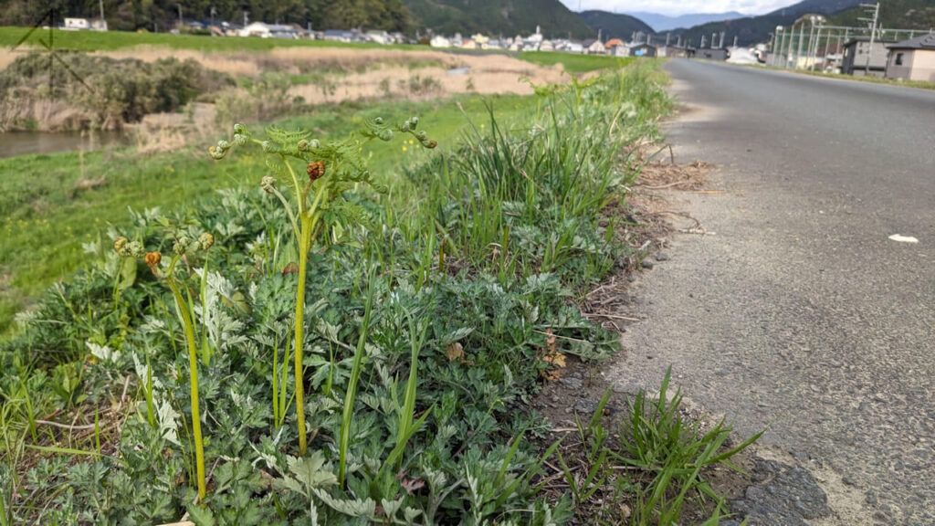 成長したわらび