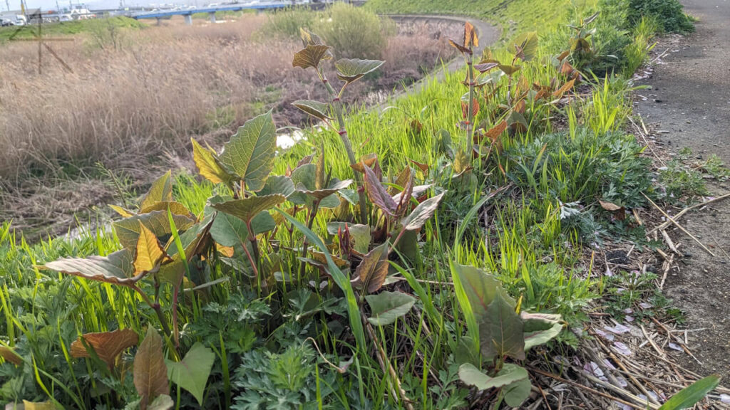 群生したいたどり